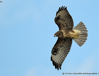 Animali 447